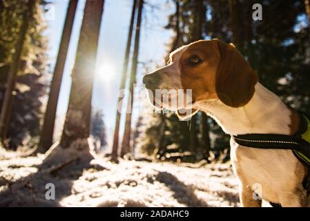 Beagle dog in snowy forest winter sun flare Stock Photo - Alamy