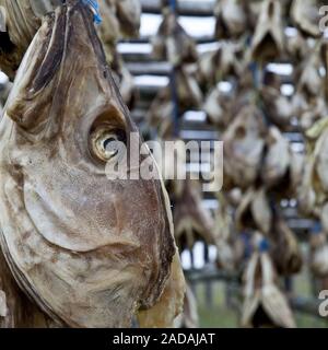 cod, Atlantic cad, codling (Gadus morhua), on a rack for drying , Bakkagerdi, Iceland, Europe Stock Photo