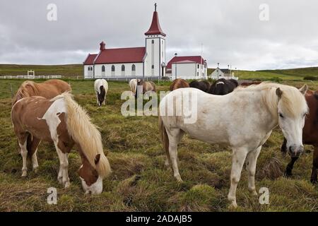 Islandic horse, Icelandic horse, Iceland pony, (Equus przewalskii f. caballus), Kopasker, Iceland Stock Photo