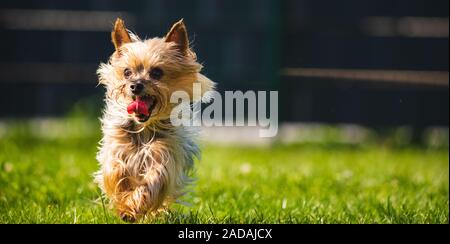 An amazing Yorkshire Terrier is having fun running towards camera. Stock Photo