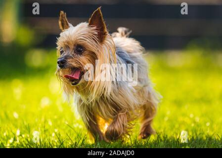 An amazing Yorkshire Terrier is having fun running towards camera. Stock Photo