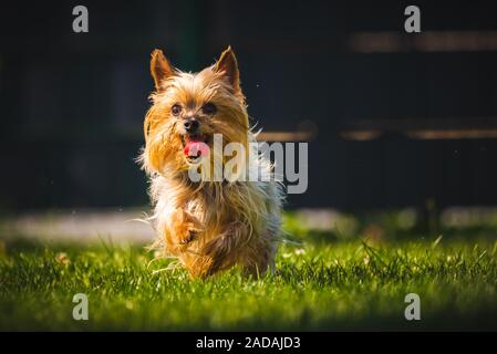 An amazing Yorkshire Terrier is having fun running towards camera. Stock Photo