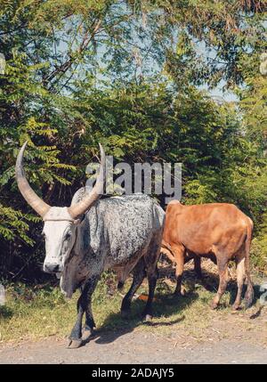 Ethiopian cattle on the road, Amhara, Ethiopia Stock Photo