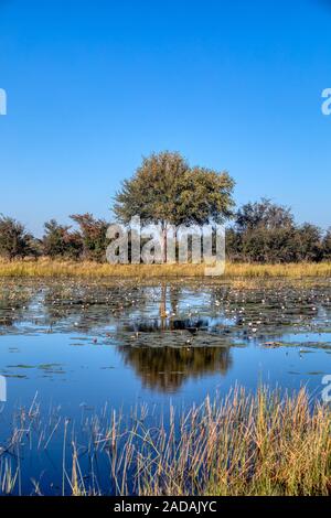 typical African landscape, Bwabwata, Namibia Stock Photo