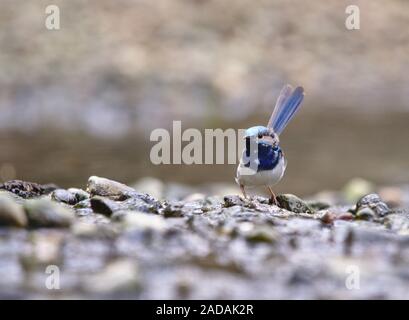 A native Australian fairywren in its blue breeding plumage standing on some small rocks in a riverbed Stock Photo