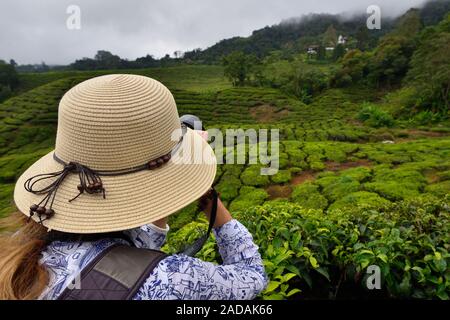 Tourist on the Cameron Highlands grean hill tea plantation its unique nature in Malesia. Stock Photo