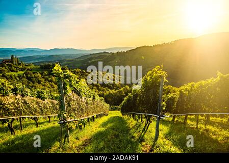 Grape rows on vineyard in Austrian town Kitzeck im Sausal Leibnitz Stock Photo