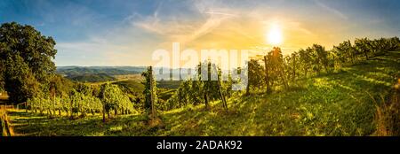 Autumn panorama of Grape rows on vineyard in Austrian town Kitzeck im Sausal Leibnitz Stock Photo