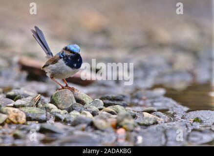 A native Australian fairywren in breeding plumage standing on some rocks in a riverbed. To the right is visible the water. Stock Photo