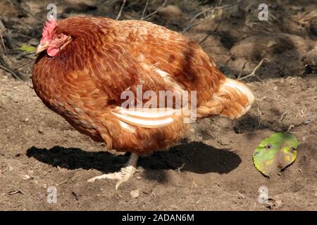 domestic fowl Stock Photo