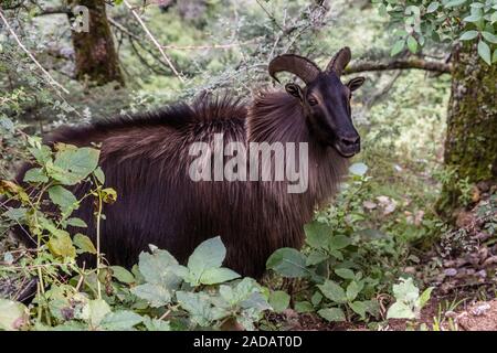 Close-up of a male Himalayan Tahr (Hemitragus jemlahicus), standing between trees Stock Photo