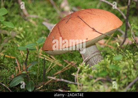 birch red cap Stock Photo