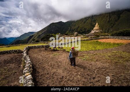 Two women harvesting potatoes, fields surrounded by stone walls, a big old stupa, monsoon clouds moving in
