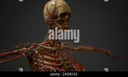 Human body blood vessel anatomy Stock Photo