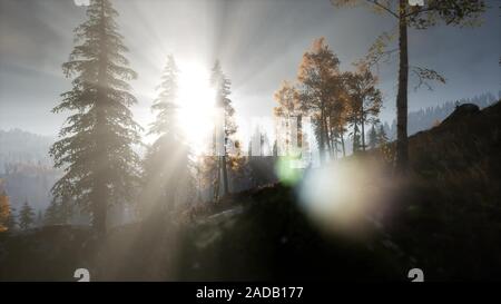 Sun Shining Through Pine Trees in Mountain Forest Stock Photo