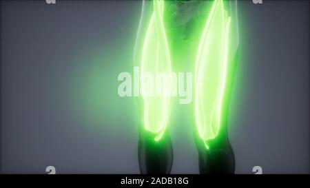thigh muscles Visible muscle - Thigh Muscles Visible Muscle Anatomy Map 2adb18g 