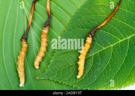 Cordyceps sinensis Stock Photo