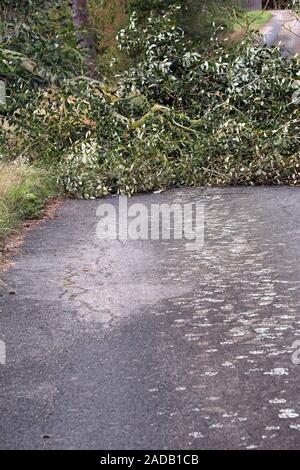 wind break Stock Photo