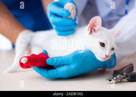 Two young vet doctors examining sick cat Stock Photo