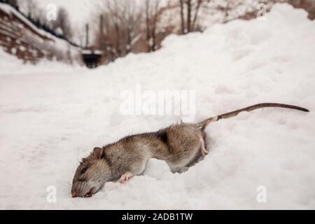 Dead rat in the snow - Golden, Colorado, USA Stock Photo
