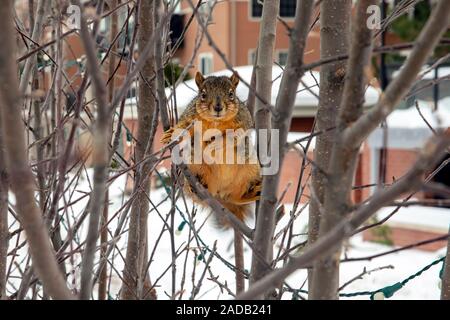 Fox squirrel (Sciurus niger) - Golden, Colorado, USA Stock Photo