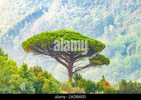 Single mediterranean pine tree growing on the top of the hill. Evergreen trees forests filling the gradient mountain range shrouded in fog. Misty Ital Stock Photo