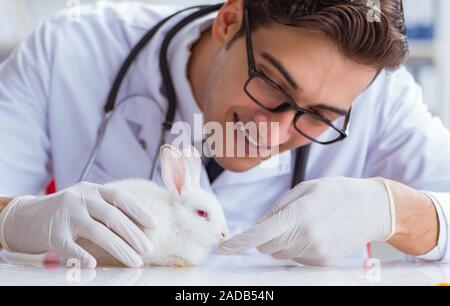 Vet doctor examining rabbit in pet hospital Stock Photo