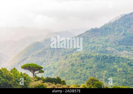 Single mediterranean pine tree growing on the top of the hill. Evergreen trees forests filling the gradient mountain range shrouded in fog. Misty Ital Stock Photo