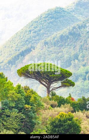 Single mediterranean pine tree growing on the top of the hill. Evergreen trees forests filling the gradient mountain range shrouded in fog. Misty Ital Stock Photo
