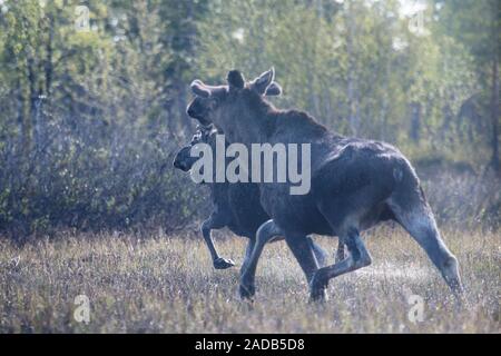 Moose running away through the swamp Stock Photo