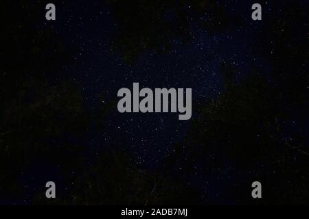 Night sky with trees starry sky seen through trees in the forest. Look up Stock Photo