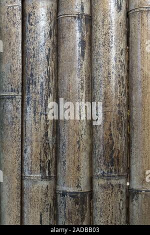 Dried bamboo as background Stock Photo