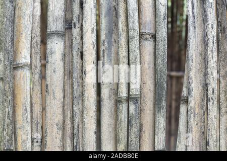 Dried bamboo as background Stock Photo
