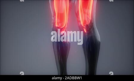 thigh muscles Visible muscle - Thigh Muscles Visible Muscle Anatomy Map 2adbbw1 