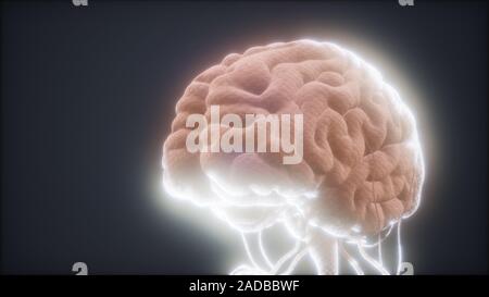 animated model of human brain Stock Photo - Alamy