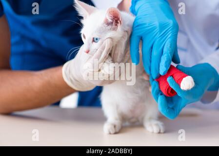Two young vet doctors examining sick cat Stock Photo