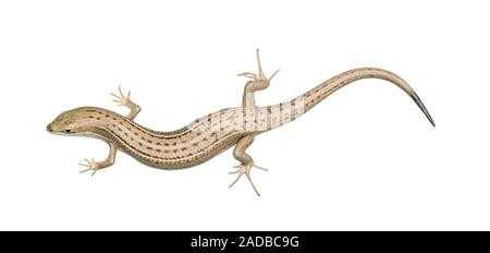 Skink lizard isolated on white background Stock Photo