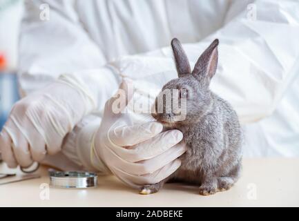 Vet doctor checking up rabbit in his clinic Stock Photo