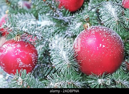 Snow-covered red christmas balls on a christmas tree. Stock Photo