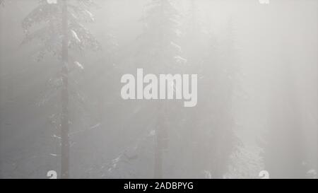 Misty Fog in Pine Forest on Mountain Slopes Stock Photo