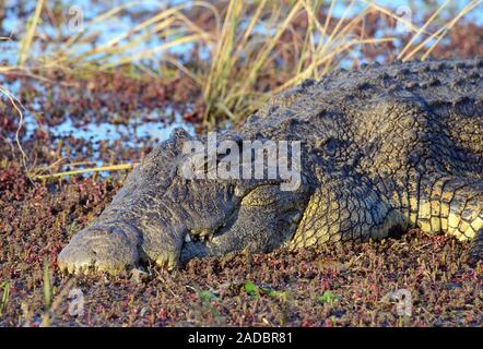 An ancient crocodile is sunning itself on the banks of the Zambezi River, it has the classic crocodile smile Stock Photo