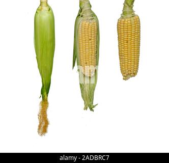 Three corn-cobs isolated on white background Stock Photo