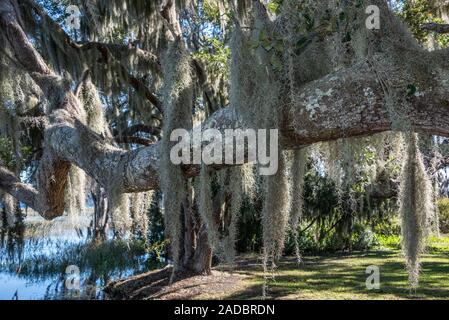 Spanish moss (Tillandsia usneoides) covered oaks along Lake Minneola in Clermont, Florida. (USA) Stock Photo