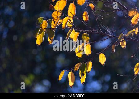 Tree branches with bright yellow autumn leaves in sunlight on a dark blurred background Stock Photo