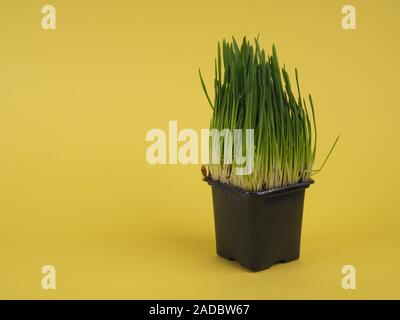 sprouted oats for cats in a pot on a yellow background, space for design. Fresh Sprouts Of Oat Grass In A Pot Stock Photo