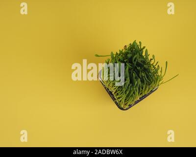 sprouted oats for cats in a pot on a yellow background, space for design. Fresh Sprouts Of Oat Grass In A Pot Stock Photo