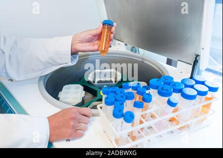 Centrifuging a blood sample. Blood sample being placed in a centrifuge during testing in a laboratory. The centrifuge spins the sample at high speed t Stock Photo
