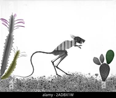 Not for print or poster uses Jerboa (Jaculus sp.), coloured X-ray. Jerboas are nocturnal desert rodents found throughout Northern Africa and Asia. The Stock Photo
