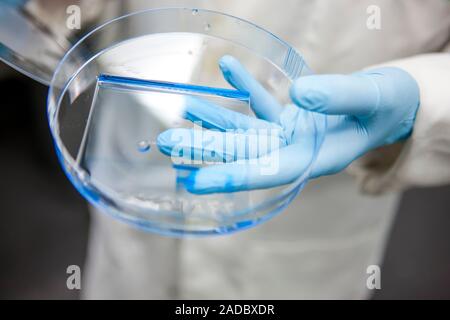 Protein analysis. Close-up of a researcher handling a gel as part of a protein analysis being carried out in a laboratory. The system being used here Stock Photo