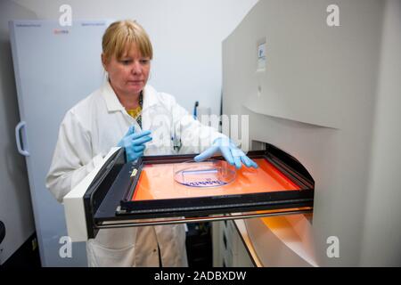 Protein analysis. Researcher handling a gel as part of a protein analysis being carried out in a laboratory. The system being used here is the ProXPRE Stock Photo